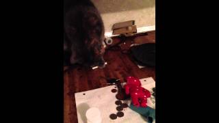 Pothead cat wants a joint!