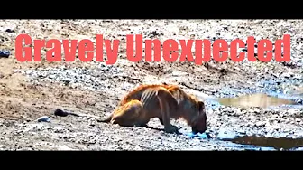 Rare Insight: Observing A Sick Lion's Resilience!