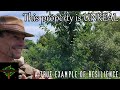 Must see permaculture food forest and resilient lifestyle  pierre moreault