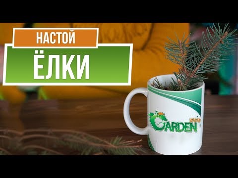 Целебные свойства Ёлки 🎄 Настой иголок сосны 🎄 Народные рецепты