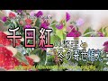 #12 【千日紅】伸びすぎた花の整理と、冬の寄せ植え/Arrangement of disordered Globe Amaranth and winter group planting