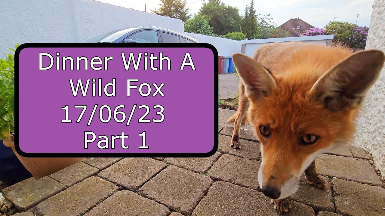 ASMR Dinner With A Wild Fox 17/06/23 Part 1 YouTube