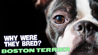 Why Were Boston Terriers Bred? 🐶🏙️