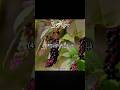 Surah Ar-Rahman (47-49) | سورة الرحمن | Quran Recitation 🌿🍎 #surahrahman #quranrecitation