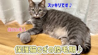 いつの間にか春が訪れ、猫たちは換毛期突入してました【保護猫】