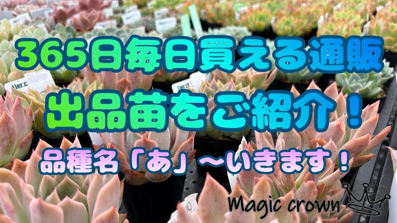 Succulents] Introducing Plants for Sale on the 365-Day Daily