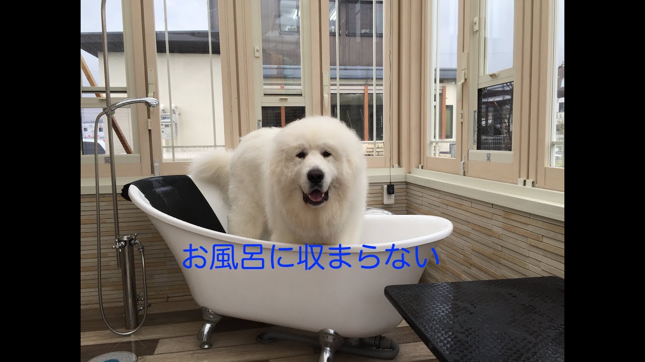 シャンプーは大変 人間よりおしゃれなおふろ グレートピレニーズ
