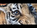 Тигры - это вам не домашние кошечки! Тайган. Tigers life in Taigan.