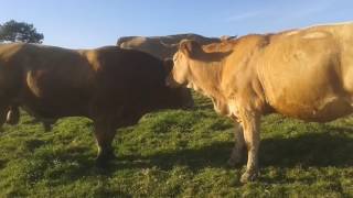 Labradeses 20141022 1