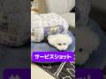 カタツムリになる犬