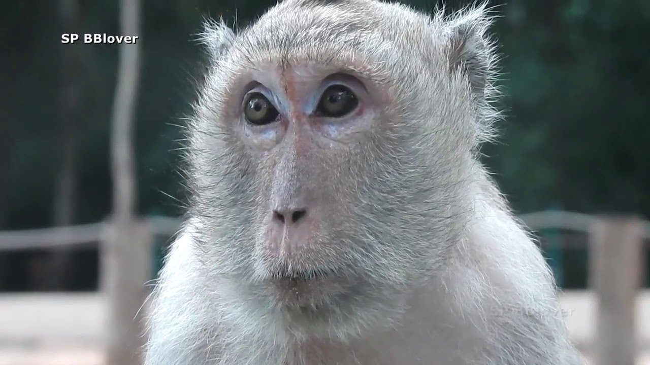 Sweetpea Cry For Nure Amari Bite Young No Reason