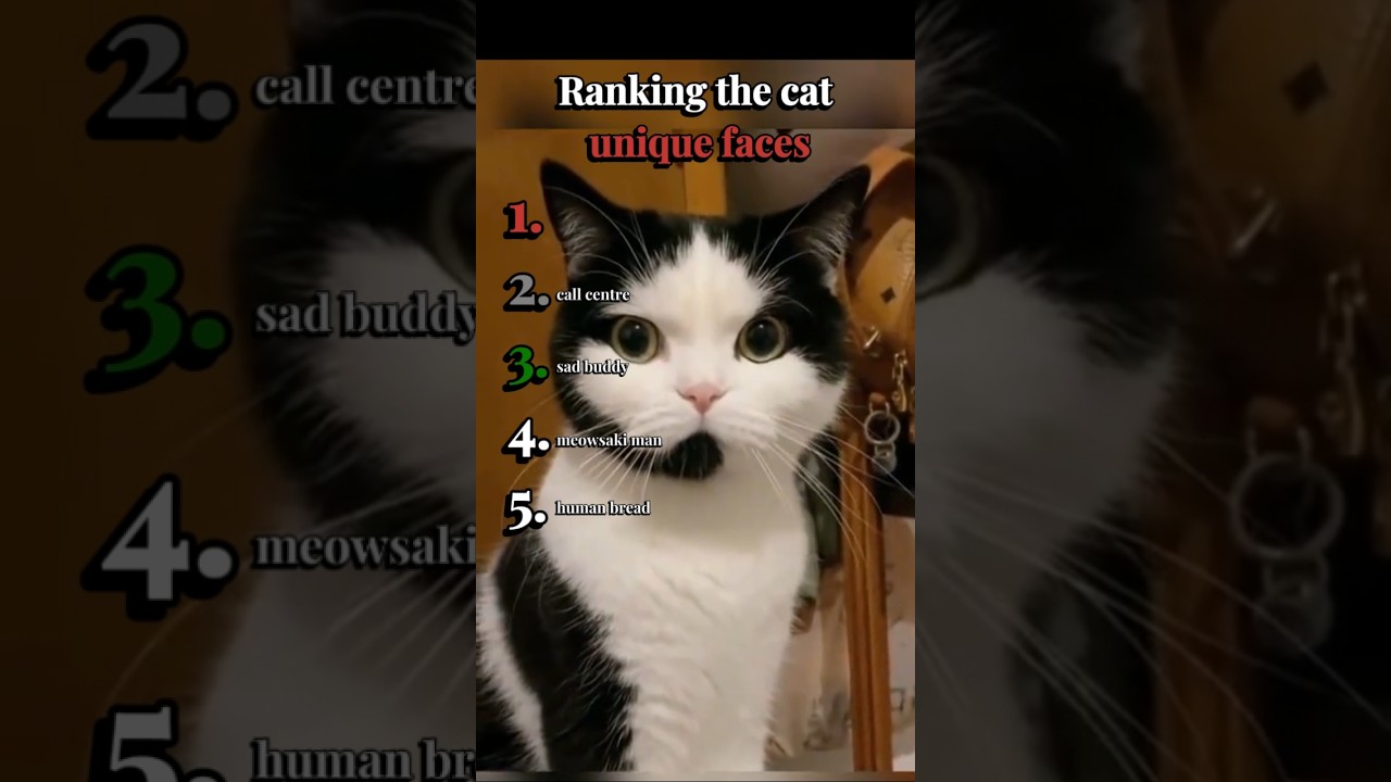 Ranking the cat with unique faces 