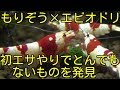 【アクアリウム】もりぞう×エビオドリコラボ企画　実験水槽へ初エサやりでとんでもないものを発見した件