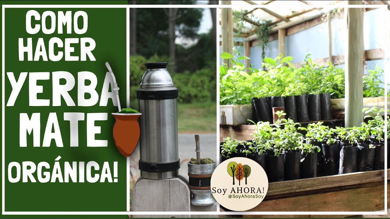 COMO HACER YERBA MATE ORGÁNICA!!  Especies Nativas