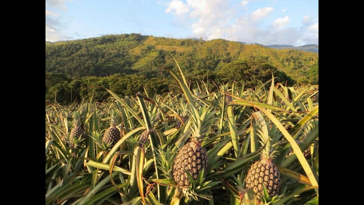 Características de los Cultivos de Piña - TvAgro por Juan Gonzalo Angel ...