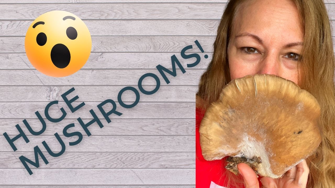 Huge Oyster Mushroom Forage YouTube