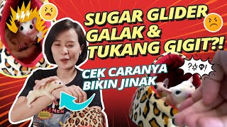 Sugar Glider Galak dan Tukang Gigit. Cek Cara Jinakinnya!