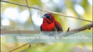 CRIMSON SUNBIRD - Kolibri Merah