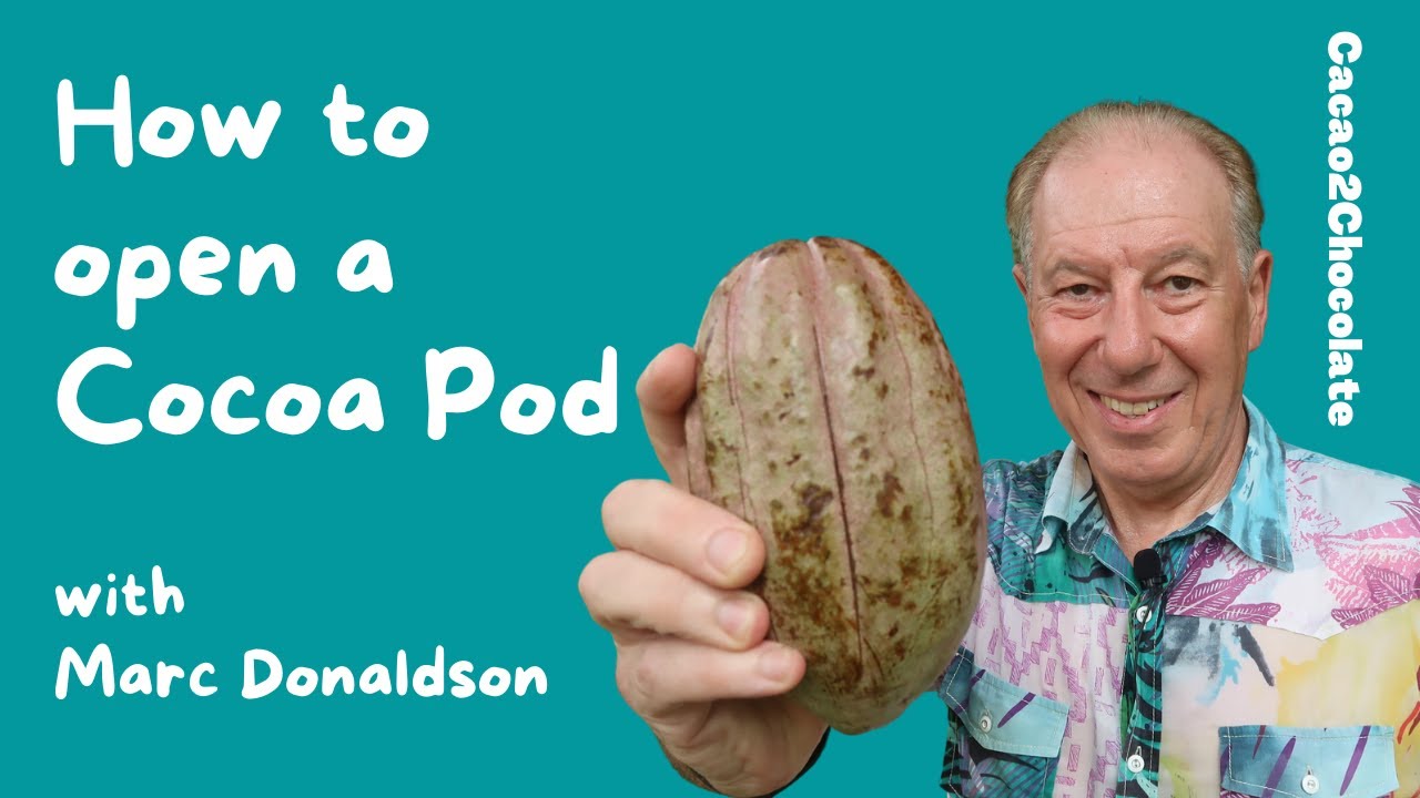 How to Open a Cocoa Pod - YouTube