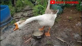 Mody Goose Comes Down to Eat