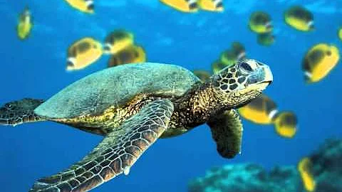 wasiu ayinde respect