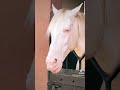 Domaine Villate Limoune 🥰 White Horse 🐎 Luxury Hotel near Agadir 💕🇲🇦