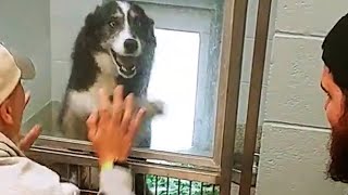 Dog Lost For Weeks Can't Believe Mom And Dad Are Here To Get Her | The Dodo - YouTube