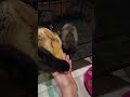 Feeding baby chicks by hand #chicks #chickens #shorts