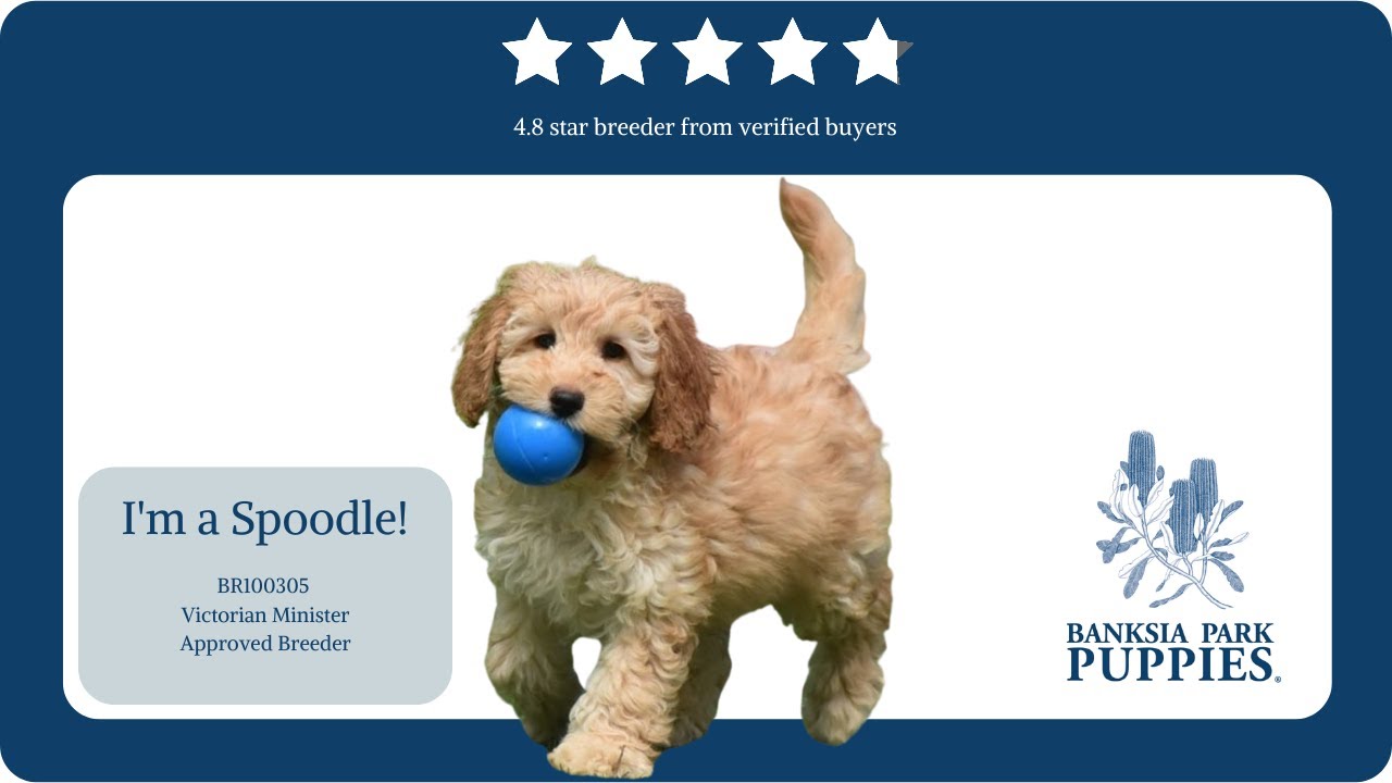 Banksia Park Puppies Available Spoodle - YouTube