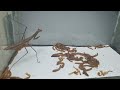 Mantis Can Eat 100 Worms
