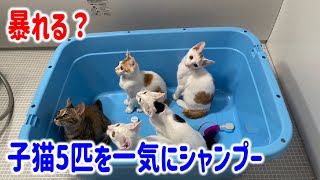 子猫5匹をまとめて一気にシャンプーしてみた