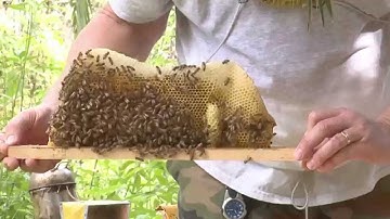 Episode 103 - Backyard Beekeeping