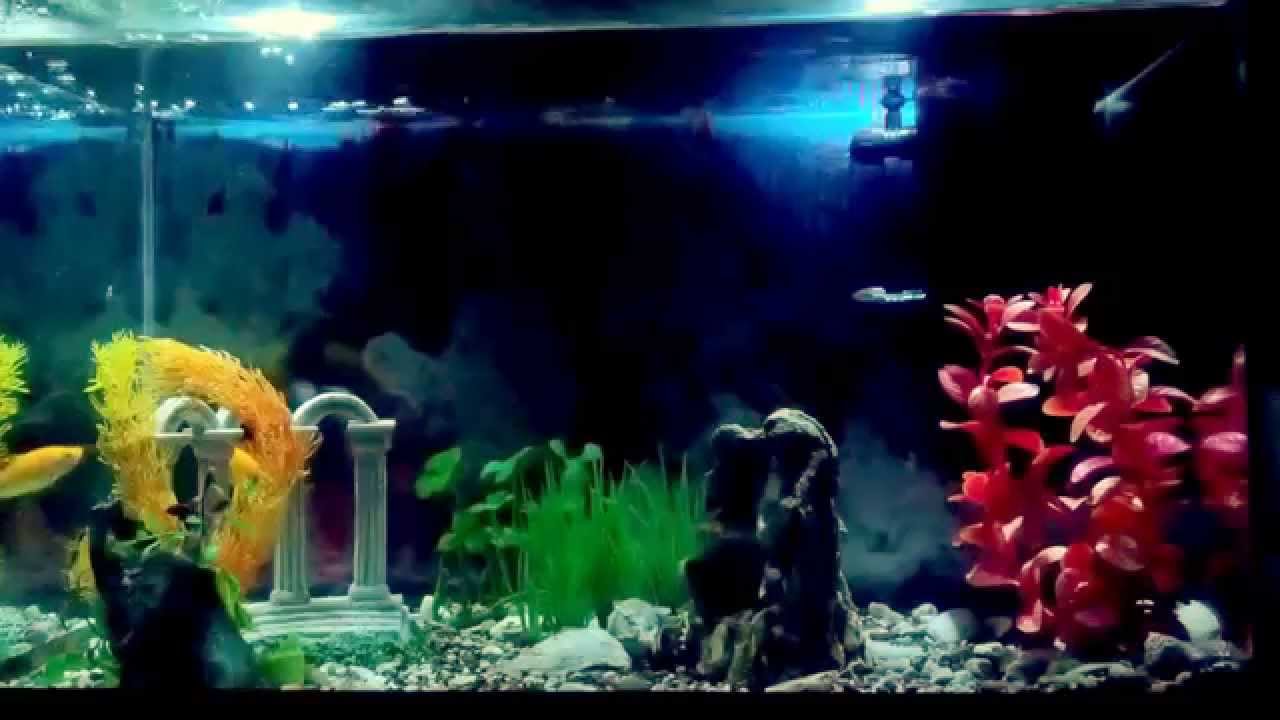 goldfish lighting