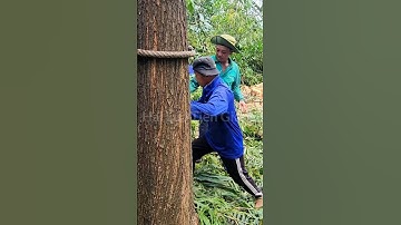 Vua Khỉ Miền Tây cưa hạ nguyên cây Tràm Bông Vàng lớn Cutting tree