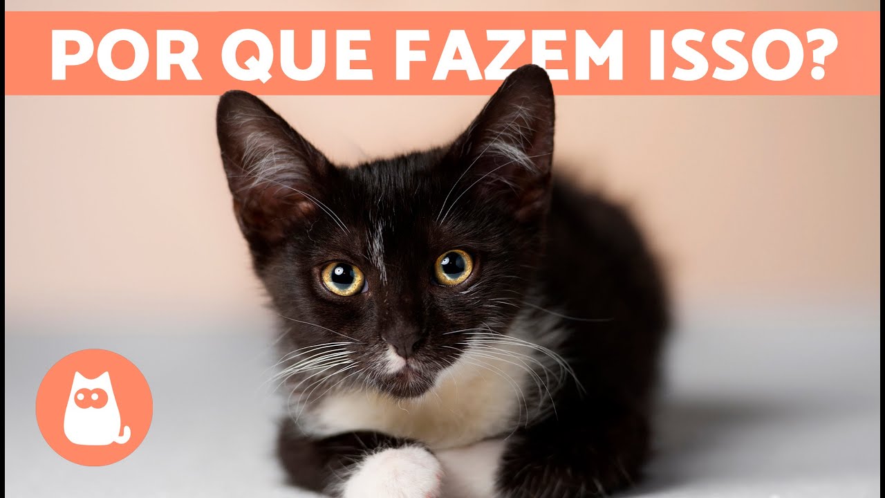 100 CURIOSIDADES sobre GATOS que vão te surpreender 🐱🐾 