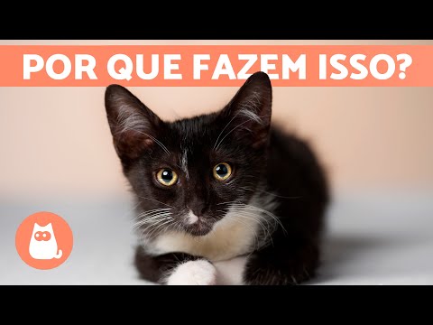 Vídeo: 10 estranhos comportamentos de gato explicados