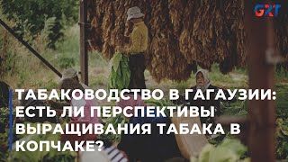 Табаководство в Гагаузии: есть ли перспективы выращивания табака в Копчаке?