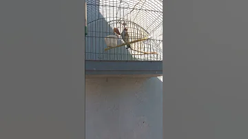 مقنين سوق اهراس خلوي 