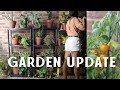 My Apartment Balcony Vegetable Garden Update | Aphids Setback, Wins, Losses & The Lessons I Learned