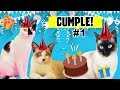 🐈🎉CUMPLEAÑOS #1 de los DivertiCats! 🎂Les hago su PASTEL y 🎁 REGALOS!! 😻😺