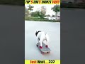 Top 5 Funniest Dog Moments You Won't Stop Laughing At!