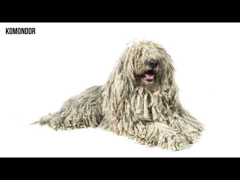 ძაღლის ყველა ჯიში, რომელიც არსებობს