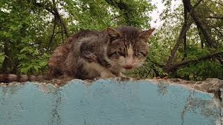 Street cats climb fences. Cute and strange stray cats