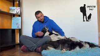 Il tuo cane sa leggerti alla perfezione. by Empathy Dog 966 views 11 months ago 4 minutes, 25 seconds