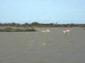 フラミンゴがカマルグの空を飛んだ！Flamingoes Fly!