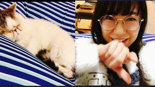 2月22日猫の日のうちの猫の様子