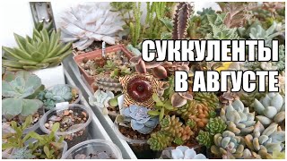 видео: Суккуленты в августе картинка: Суккуленты в августе