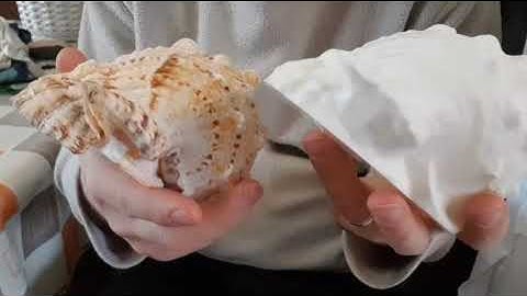Conch shell #3dscan and #3dprint video coming soon! #shorts