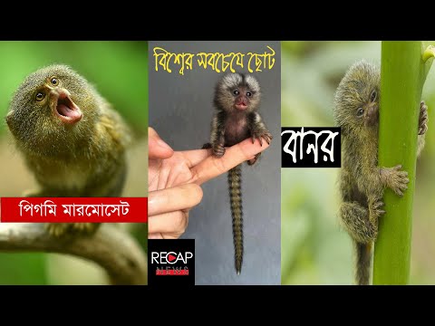 ভিডিও: চামড়া এবং সিরামিক দিয়ে তৈরি সুন্দর শিশু। সাবি ভ্যান হেমার্টের ভাস্কর্য