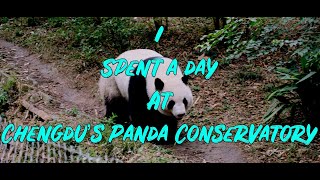 China - A Day at Chengdu's Panda Conservatory - Apr 2024